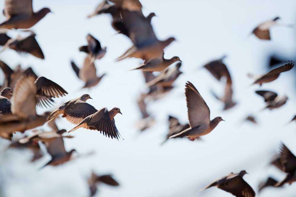 Early-season dove hunt in western Nebraska