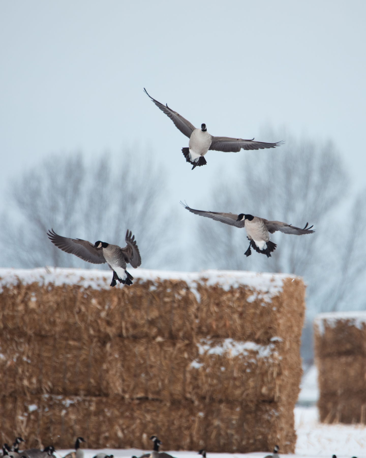 Canada geese working over a decoy spread on a western Nebraska waterfowl hunt