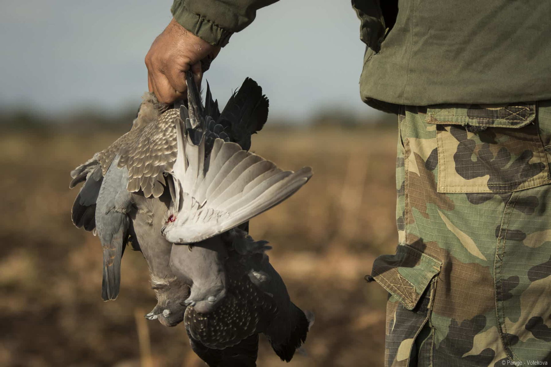 Central Vortex Outfitters western Nebraska waterfowl hunt