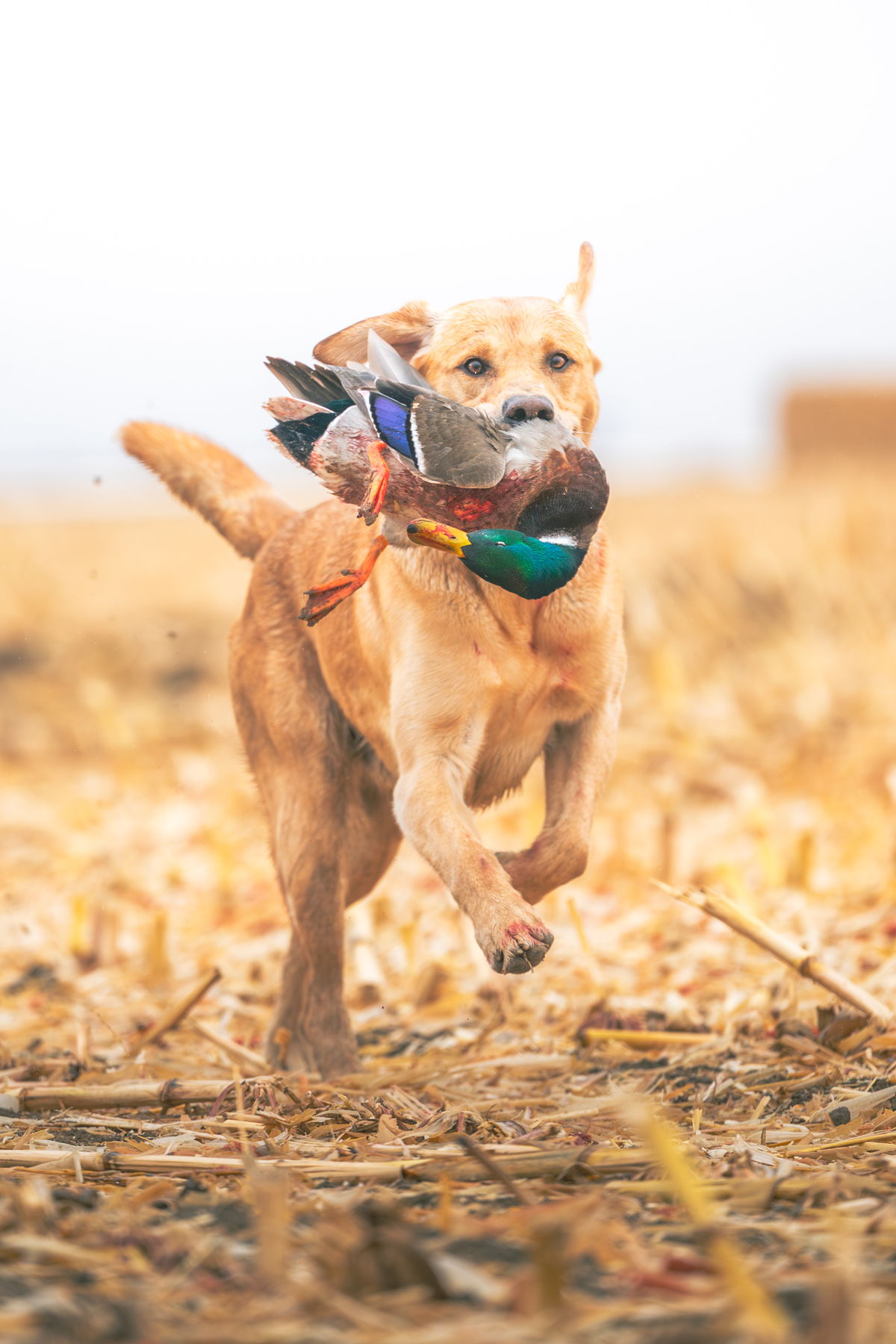 Central Vortex Outfitters western Nebraska waterfowl hunt