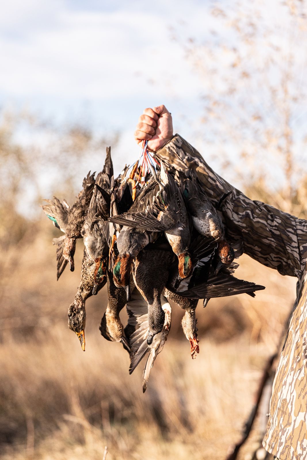 Strap of ducks from a western Nebraska duck hunt
